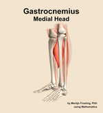 The medial head of the gastrocnemius muscle of the leg - orientation 16