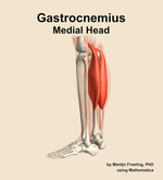 The medial head of the gastrocnemius muscle of the leg - orientation 2