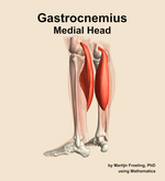 The medial head of the gastrocnemius muscle of the leg - orientation 3