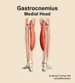 The medial head of the gastrocnemius muscle of the leg - orientation 5