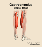 The medial head of the gastrocnemius muscle of the leg - orientation 6