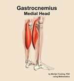 The medial head of the gastrocnemius muscle of the leg - orientation 7