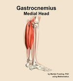 The medial head of the gastrocnemius muscle of the leg - orientation 8