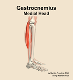 The medial head of the gastrocnemius muscle of the leg - orientation 9