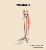 The plantaris muscle of the leg - orientation 1