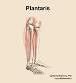 The plantaris muscle of the leg - orientation 10