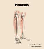 The plantaris muscle of the leg - orientation 11