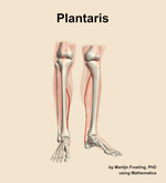 The plantaris muscle of the leg - orientation 12