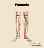 The plantaris muscle of the leg - orientation 13