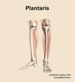 The plantaris muscle of the leg - orientation 14