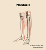 The plantaris muscle of the leg - orientation 15