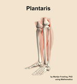 The plantaris muscle of the leg - orientation 16