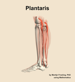 The plantaris muscle of the leg - orientation 2