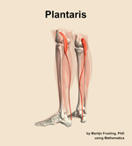 The plantaris muscle of the leg - orientation 3