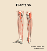 The plantaris muscle of the leg - orientation 4