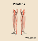 The plantaris muscle of the leg - orientation 5