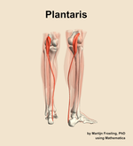 The plantaris muscle of the leg - orientation 6
