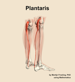 The plantaris muscle of the leg - orientation 7