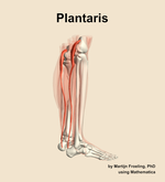 The plantaris muscle of the leg - orientation 8