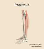 The popliteus muscle of the leg - orientation 1