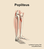The popliteus muscle of the leg - orientation 10