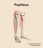 The popliteus muscle of the leg - orientation 11
