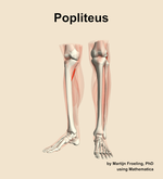 The popliteus muscle of the leg - orientation 14