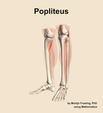 The popliteus muscle of the leg - orientation 15