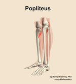 The popliteus muscle of the leg - orientation 16