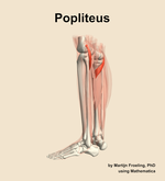 The popliteus muscle of the leg - orientation 2