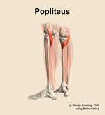 The popliteus muscle of the leg - orientation 3