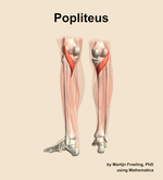 The popliteus muscle of the leg - orientation 4