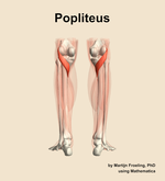The popliteus muscle of the leg - orientation 5