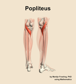 The popliteus muscle of the leg - orientation 6