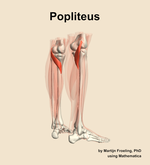 The popliteus muscle of the leg - orientation 7