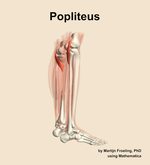 The popliteus muscle of the leg - orientation 8