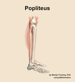 The popliteus muscle of the leg - orientation 9