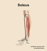 The soleus muscle of the leg - orientation 1