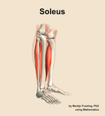 The soleus muscle of the leg - orientation 10