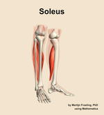 The soleus muscle of the leg - orientation 11
