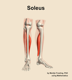 The soleus muscle of the leg - orientation 12