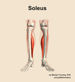 The soleus muscle of the leg - orientation 13