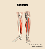 The soleus muscle of the leg - orientation 14