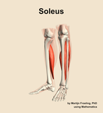 The soleus muscle of the leg - orientation 15