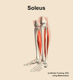 The soleus muscle of the leg - orientation 16