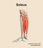 The soleus muscle of the leg - orientation 2