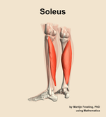 The soleus muscle of the leg - orientation 3