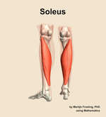 The soleus muscle of the leg - orientation 4