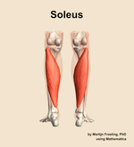 The soleus muscle of the leg - orientation 5