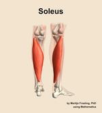 The soleus muscle of the leg - orientation 6